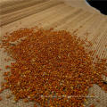 Rote Hirse / Red Proso Millet